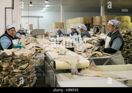 Préparer les travailleurs de morue salée et séchée traditionnelle à Riberalves un important producteur de mode gelé et traditionnelles, la morue dans Moita, Portugal. Banque D'Images