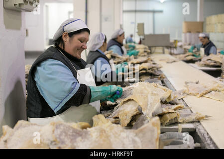 Préparer les travailleurs de morue salée et séchée traditionnelle à Riberalves un important producteur de mode gelé et traditionnelles, la morue dans Moita, Portugal. Banque D'Images