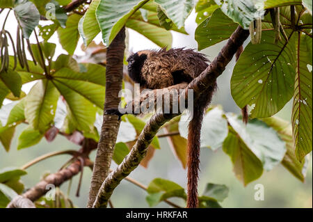 Singe titi masqués (Callicebus personatus), photographié à Santa Teresa, Espírito Santo - Brésil. Biome de la forêt atlantique. Animal sauvage. Banque D'Images