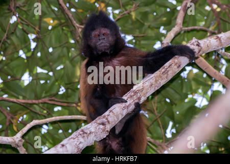 Capucin à crête (Sapajus robustus) menacée d'extinction, photographié à Linhares / Sooretama, Espírito Santo - sud-est du Brésil. Pour l'Atlantique Banque D'Images