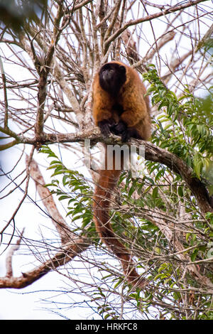 Singe titi masqués (Callicebus personatus), photographié à Linhares/Sooretama, Espírito Santo - Brésil. Biome de la forêt atlantique. Animal sauvage. Banque D'Images