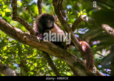 Singe titi masqués (Callicebus personatus), photographié à Santa Teresa, Espírito Santo - Brésil. Biome de la forêt atlantique. Animal sauvage. Banque D'Images