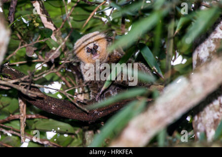 Ouistiti à tête de Buffy (Callithrix flaviceps) des espèces rares, menacées d'extinction ouistiti, photographié à Santa Maria de Jetibá, Espírito Santo Banque D'Images