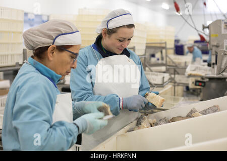 Préparer les travailleurs de morue salée et séchée traditionnelle à Riberalves un important producteur de mode gelé et traditionnelles, la morue dans Moita, Portugal. Banque D'Images