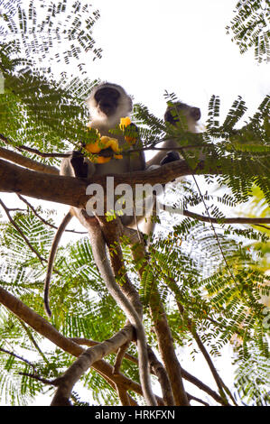 Vervet Monkey et son petit sur un arbre de manger une mangue dans un parc à Mombasa, Kenya Banque D'Images
