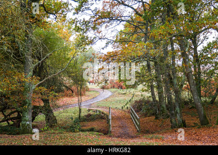 Une passerelle traversant un ruisseau dans le parc national New Forest Banque D'Images