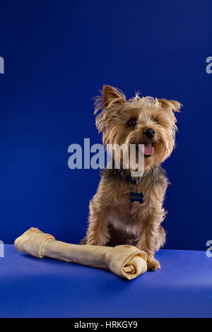 Yorkie avec un os Banque D'Images