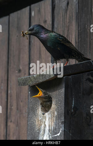 ( Starling Sturnus vulgaris) nourrir un oisillon dans un nichoir Banque D'Images