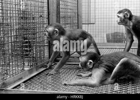 L'expérimentation animale, Primate Research Banque D'Images