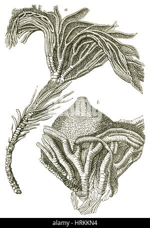 Crinoïdes fossiles Banque D'Images