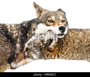 Loup rouge Paire de câlins dans la neige Banque D'Images