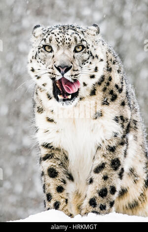 Portrait frontal d'un Snow Leopard léché ses dents dans une tempête de neige Banque D'Images