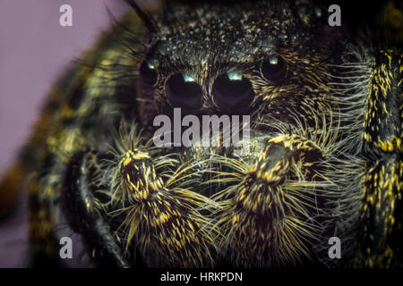 Super macro close up Phidippus thomisidae regius Banque D'Images