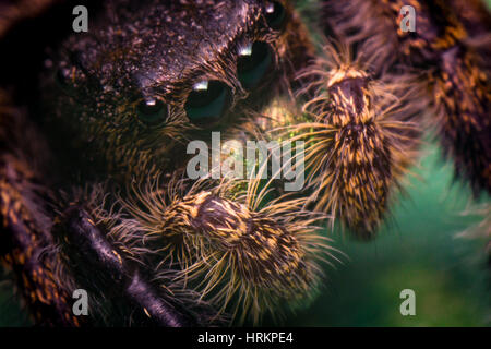 Super macro close up Phidippus thomisidae regius Banque D'Images