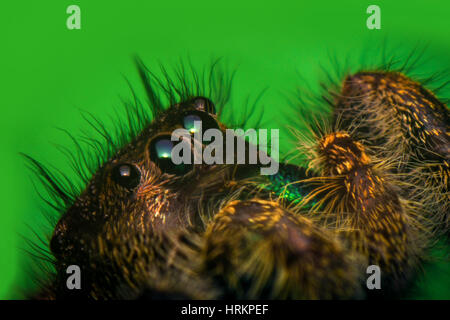 Super macro close up Phidippus thomisidae regius Banque D'Images