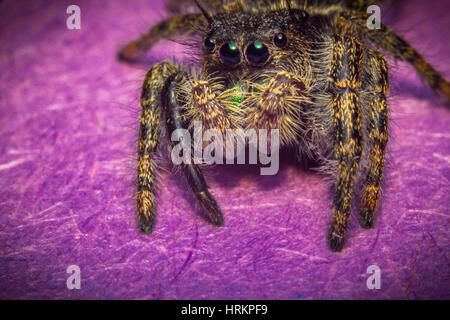 Super macro close up Phidippus thomisidae regius Banque D'Images