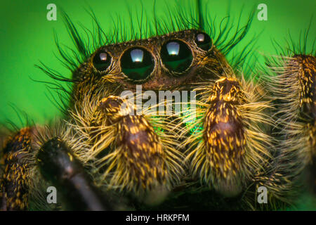 Super macro close up Phidippus thomisidae regius Banque D'Images