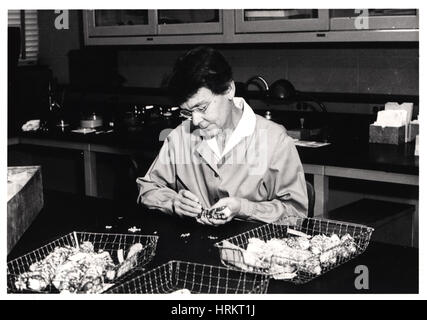 Barbara McClintock, cytogénéticien clinicien américain Banque D'Images