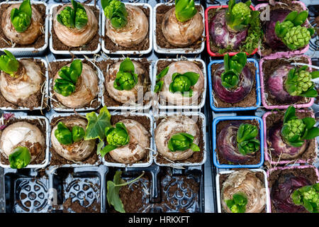 La germination des bulbes de jacinthe sur l'affichage à Borough Market à Londres Banque D'Images