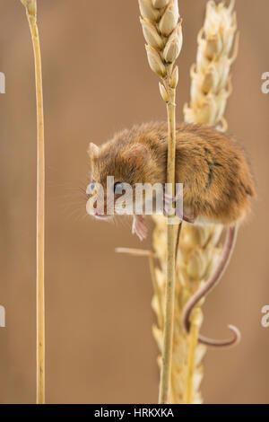 Micromys minutus Souris ; single - UK Banque D'Images
