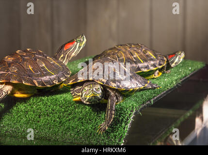 Trois tortues à oreilles rouges, le soleil sur le pont dans l'aquaterrarium. Banque D'Images