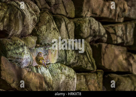 Goldcrest repéré sur un oiseau exceptionnellement sec mur de pierre au soleil, Ilkley, West Yorkshire, Royaume-Uni Banque D'Images