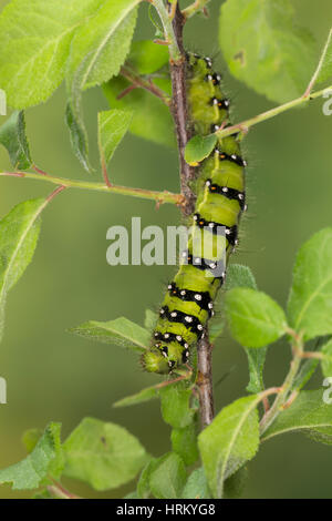 Kleines Nachtpfauenauge, Raupe frisst, Saturnia pavonia un Schlehe, Eudia pavonia Pavonia pavonia, petite Teigne, Empereur, Caterpillar, Le Petit paon de Banque D'Images