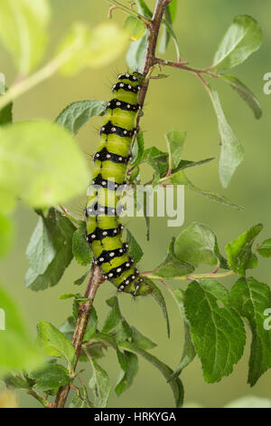Kleines Nachtpfauenauge, Raupe frisst, Saturnia pavonia un Schlehe, Eudia pavonia Pavonia pavonia, petite Teigne, Empereur, Caterpillar, Le Petit paon de Banque D'Images