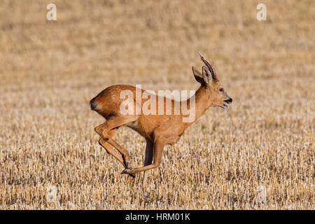 Le chevreuil (Capreolus capreolus) buck qui traverse stubblefield en été Banque D'Images