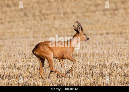 Le chevreuil (Capreolus capreolus) buck qui traverse stubblefield en été Banque D'Images