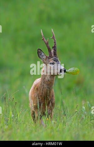 Le chevreuil (Capreolus capreolus) Feuille d'alimentation buck dans les prairies en été Banque D'Images