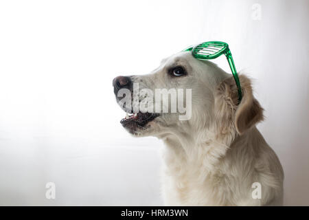 Golden retriever blanc vert avec des lunettes de la Saint-patrick isolé sur fond blanc Banque D'Images