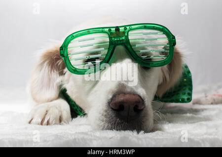 Golden retriever blanc vert avec la Saint-Patrick, la partie lunettes et noeud papillon vert Banque D'Images