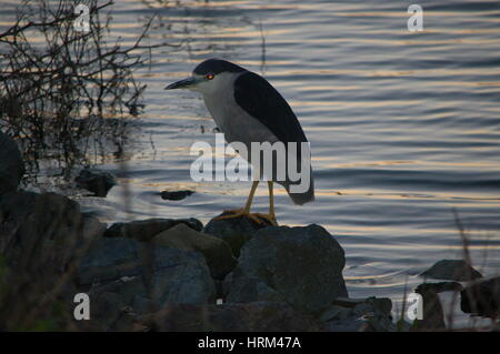 Night Heron assis sur des roseaux Banque D'Images