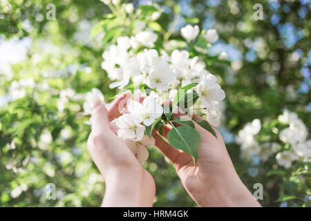 L'épanouissement pomme branche in women's hands Banque D'Images