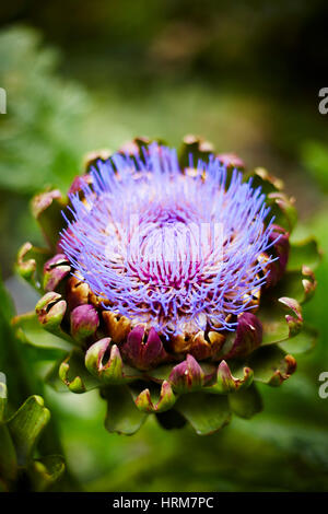 Artichaut violet Floraison Banque D'Images