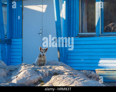 Groenland chien chiot, Ilulissat, Groenland, Greenlandt Banque D'Images