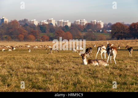 Le daim à Richmond Park, Londres Banque D'Images