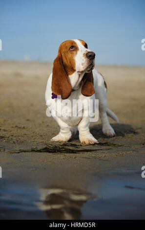 Basset Hound Dog Banque D'Images