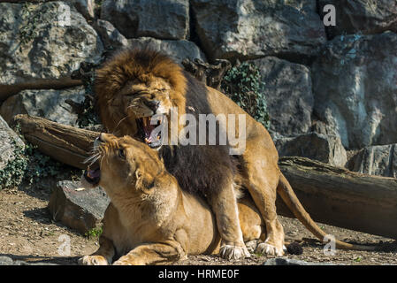 Lion et Lionne dans une Wildlife park, le mâle lion grogne Banque D'Images