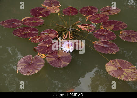 Fleur de lotus rose dans un étang Banque D'Images