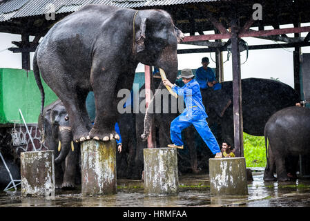 Un éléphant en équilibre sur ses jambes pendant que le formateur mise en scène. Banque D'Images