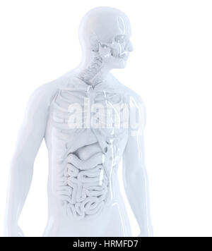 L'anatomie humaine. Isolés, contient clipping path Banque D'Images