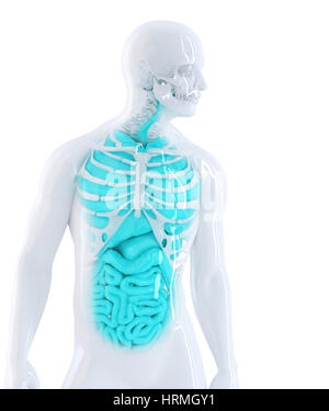 3d illustration d'un humain les organes internes. Isolé sur blanc. Contient clipping path Banque D'Images