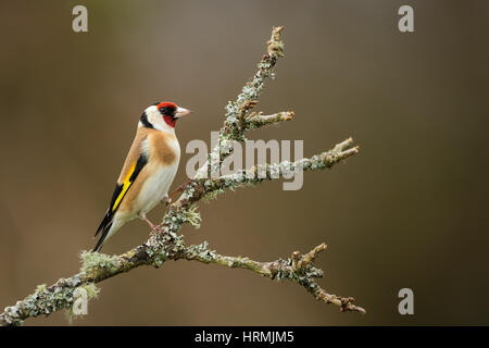 Un Chardonneret, Carduelis carduelis, sur la gauche, perché sur une branche couverte de lichens à la droite avec un arrière-plan flou Banque D'Images