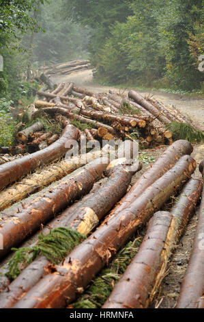 Les piles de journaux le long de la route forestière Banque D'Images