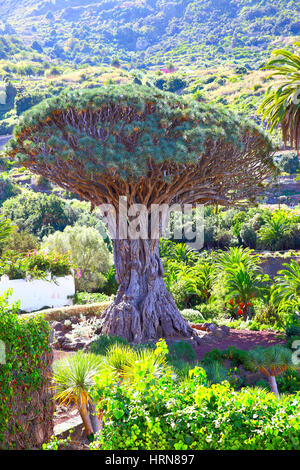 Arbre millénaire Drago (Draco) Dracfena à Icod de los Vinos, Tenerife, Îles Canaries Banque D'Images