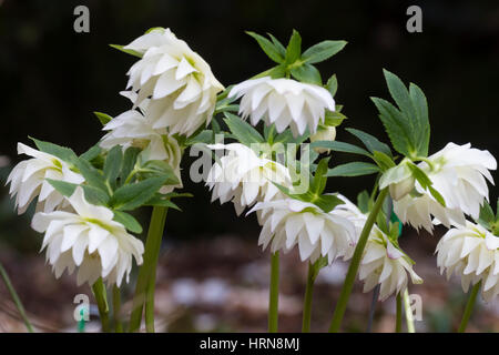 Double blanc fleurs d'une forme choisie de le Lenten Rose, Helleborus x hybridus Banque D'Images