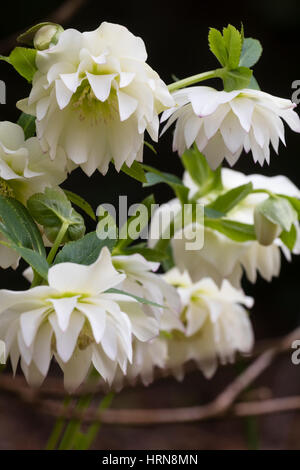 Double blanc fleurs d'une forme choisie de le Lenten Rose, Helleborus x hybridus Banque D'Images