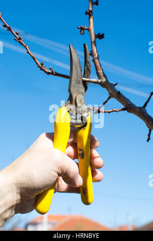 La taille des mâles avant le début du printemps Banque D'Images
